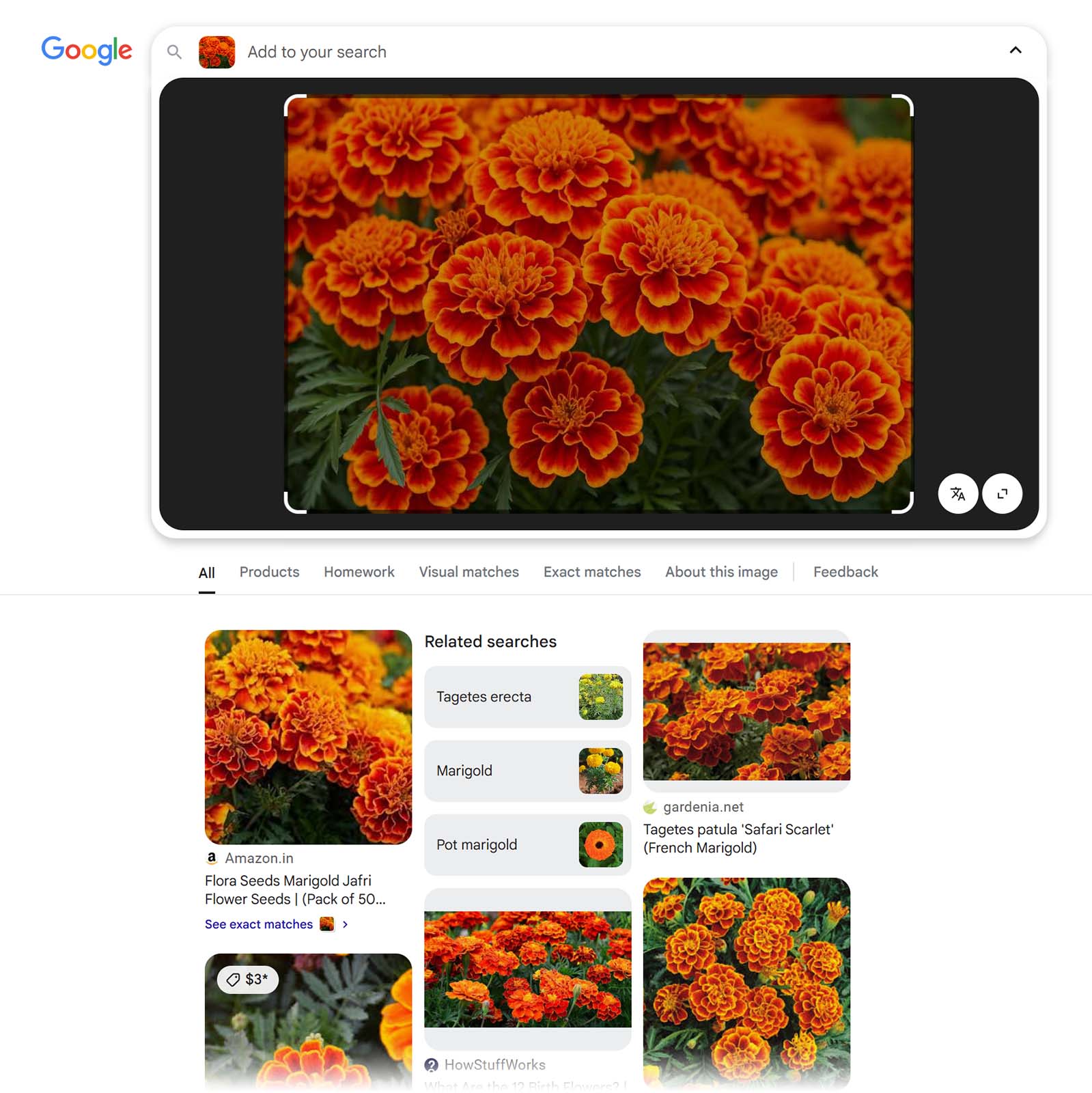 Google Lens search result showing orange marigold flowers and related matches